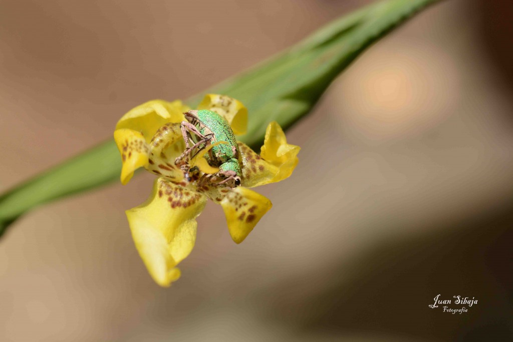 Foto de Alajuela, Costa Rica