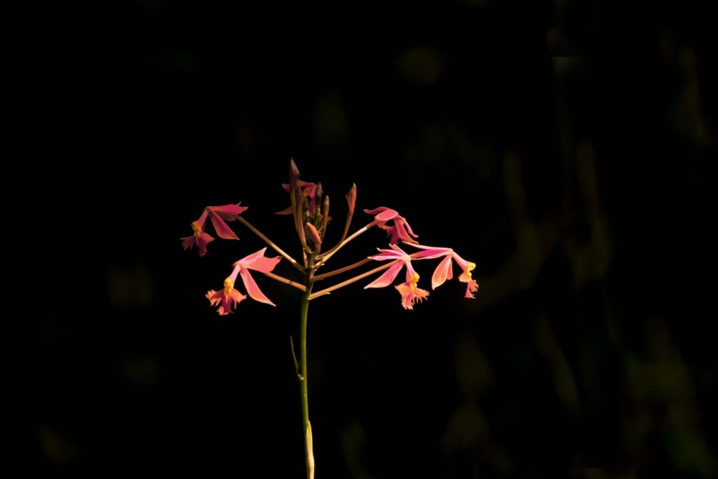 Foto de Alajuela, Costa Rica