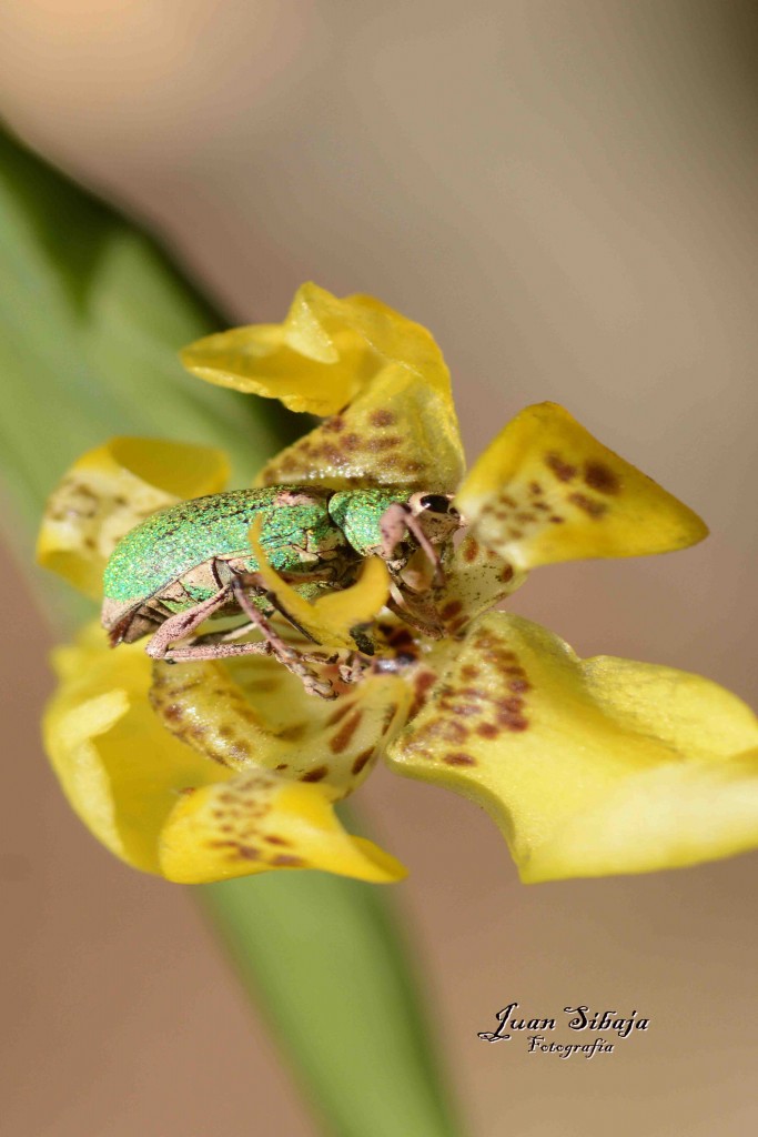 Foto de Alajuela, Costa Rica