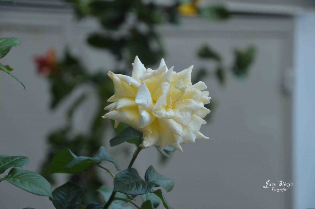 Foto de Alajuela, Costa Rica