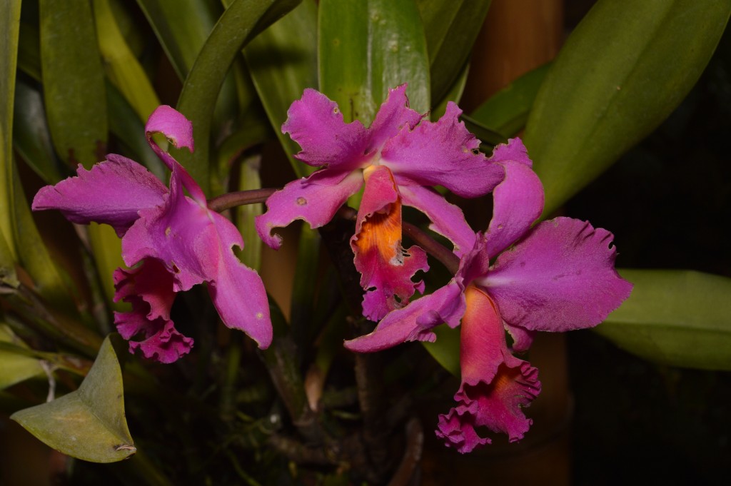 Foto de Alajuela, Costa Rica