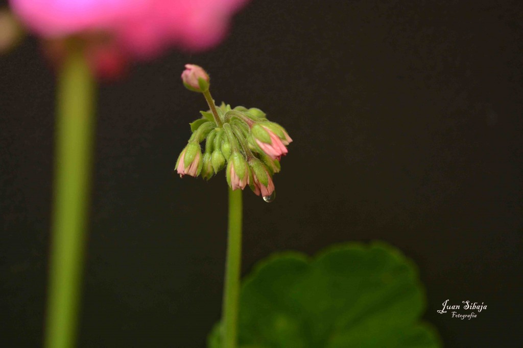 Foto de Alajuela, Costa Rica