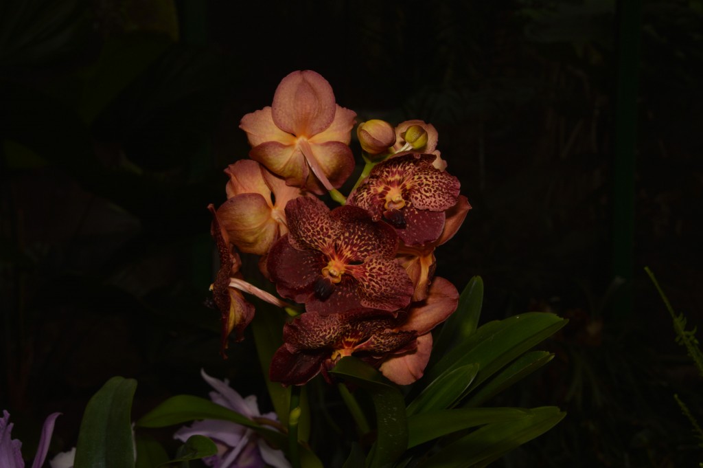 Foto de Alajuela, Costa Rica