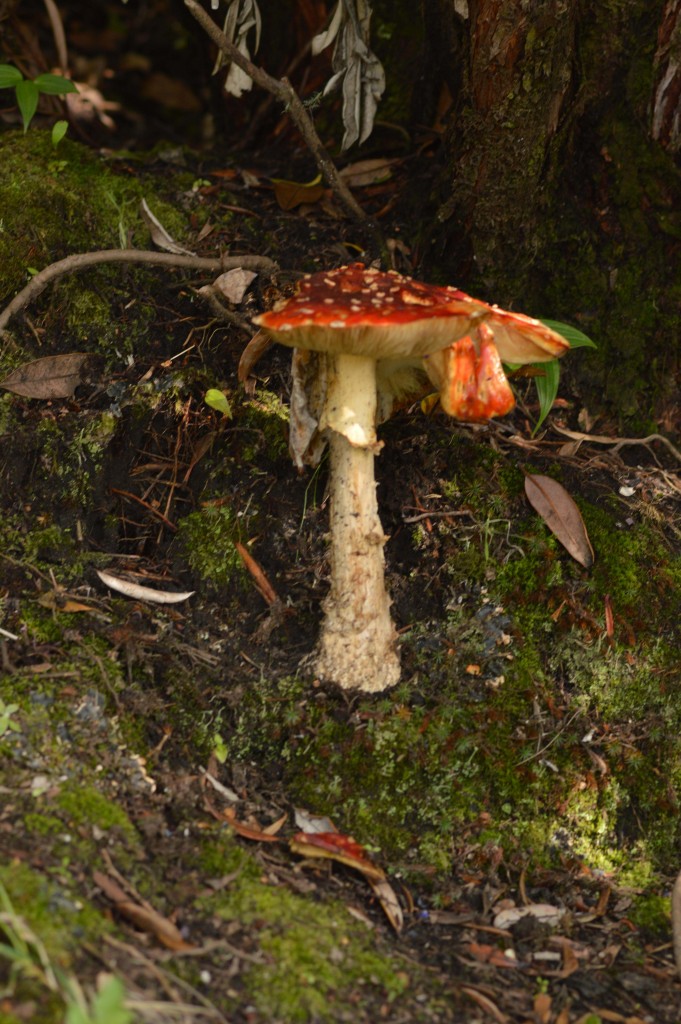 Foto de Alajuela, Costa Rica