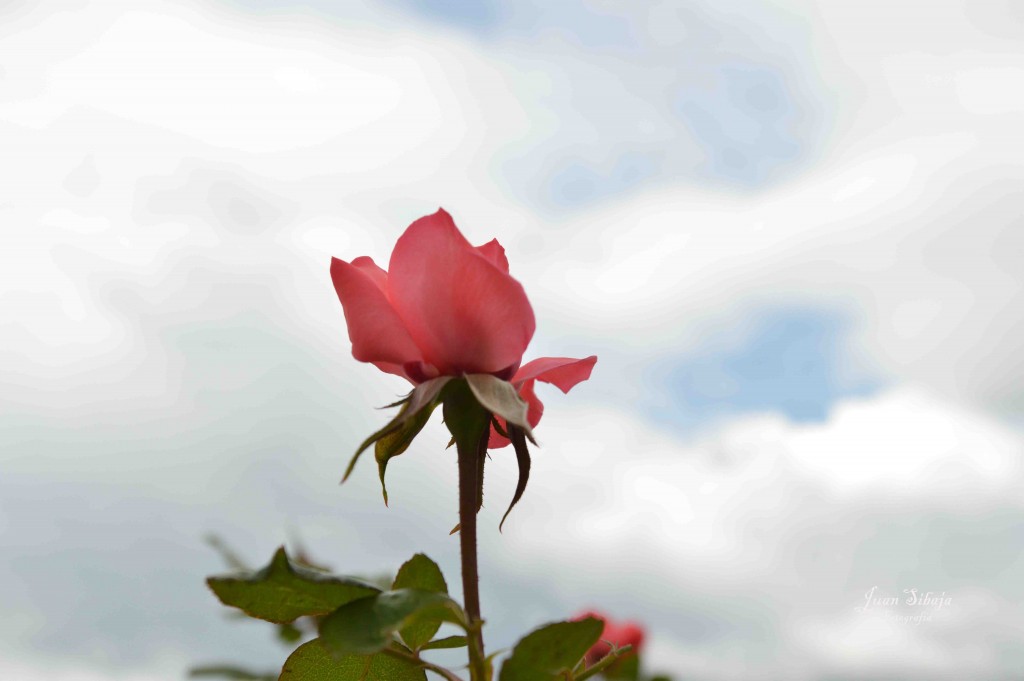 Foto de Alajuela, Costa Rica