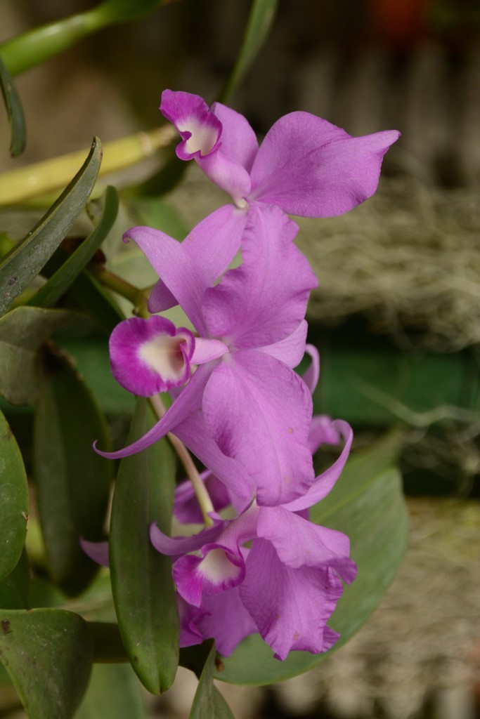 Foto de Alajuela, Costa Rica