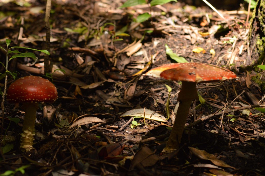 Foto de Alajuela, Costa Rica