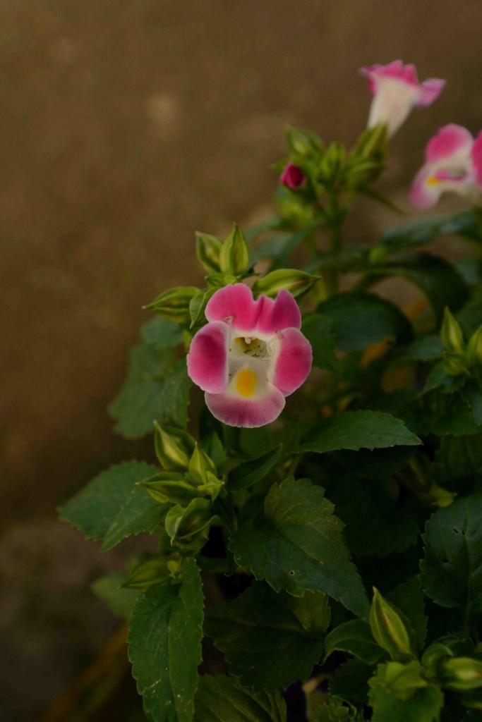 Foto de Alajuela, Costa Rica