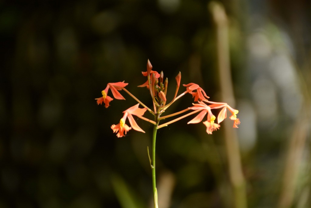 Foto de Alajuela, Costa Rica