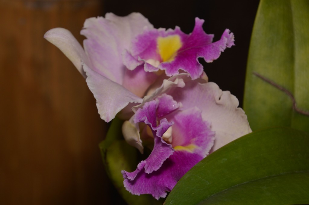 Foto de Alajuela, Costa Rica