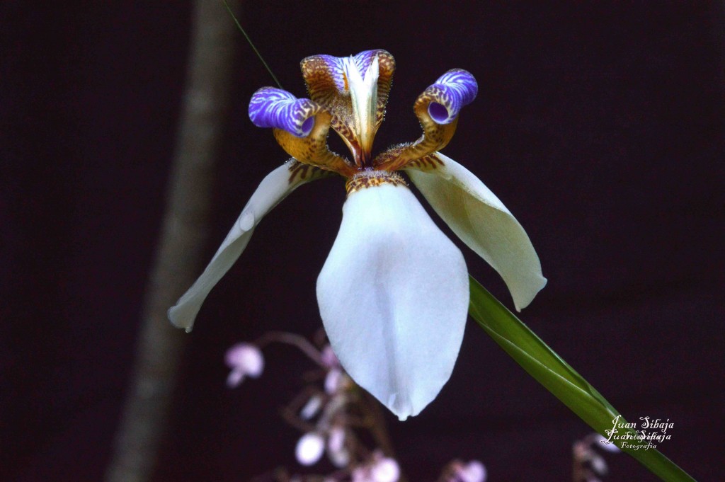 Foto de Alajuela, Costa Rica