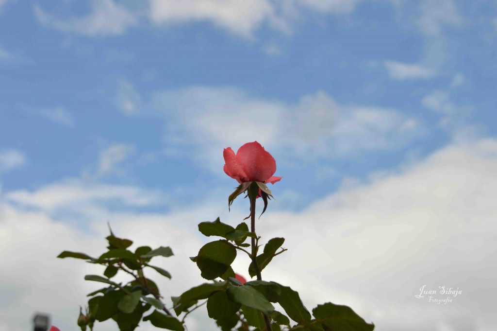 Foto de Alajuela, Costa Rica