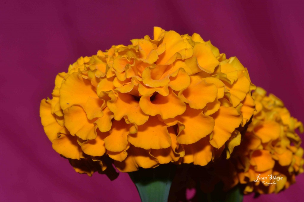 Foto de Alajuela, Costa Rica