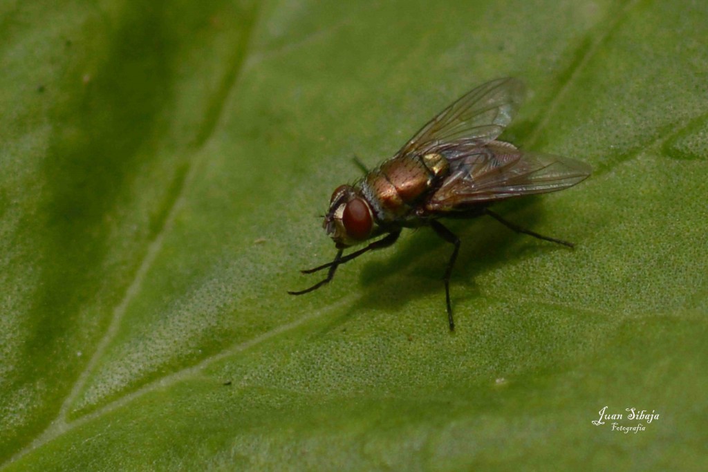 Foto de Alajuela, Costa Rica