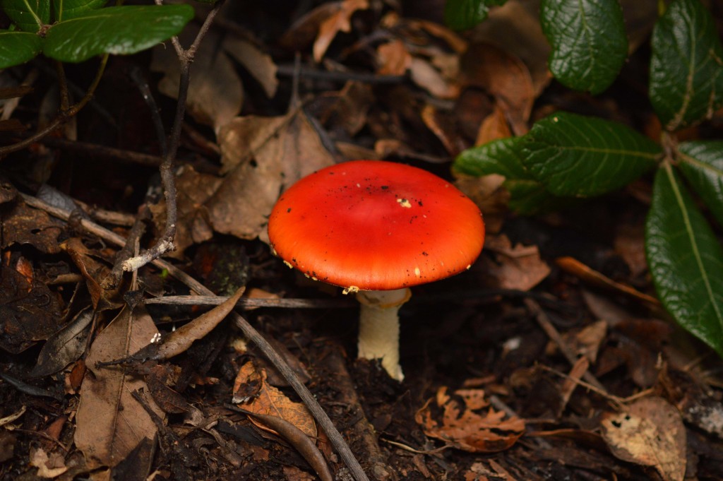 Foto de Alajuela, Costa Rica