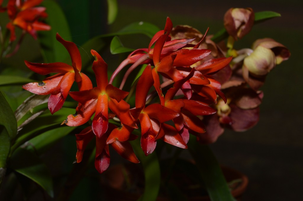 Foto de Alajuela, Costa Rica