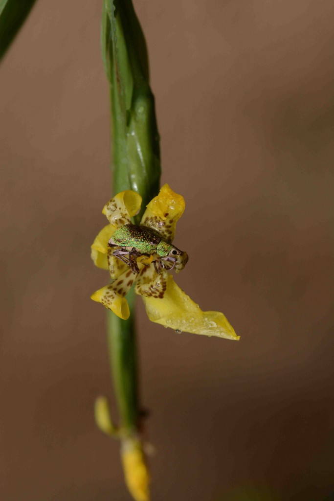 Foto de Alajuela, Costa Rica