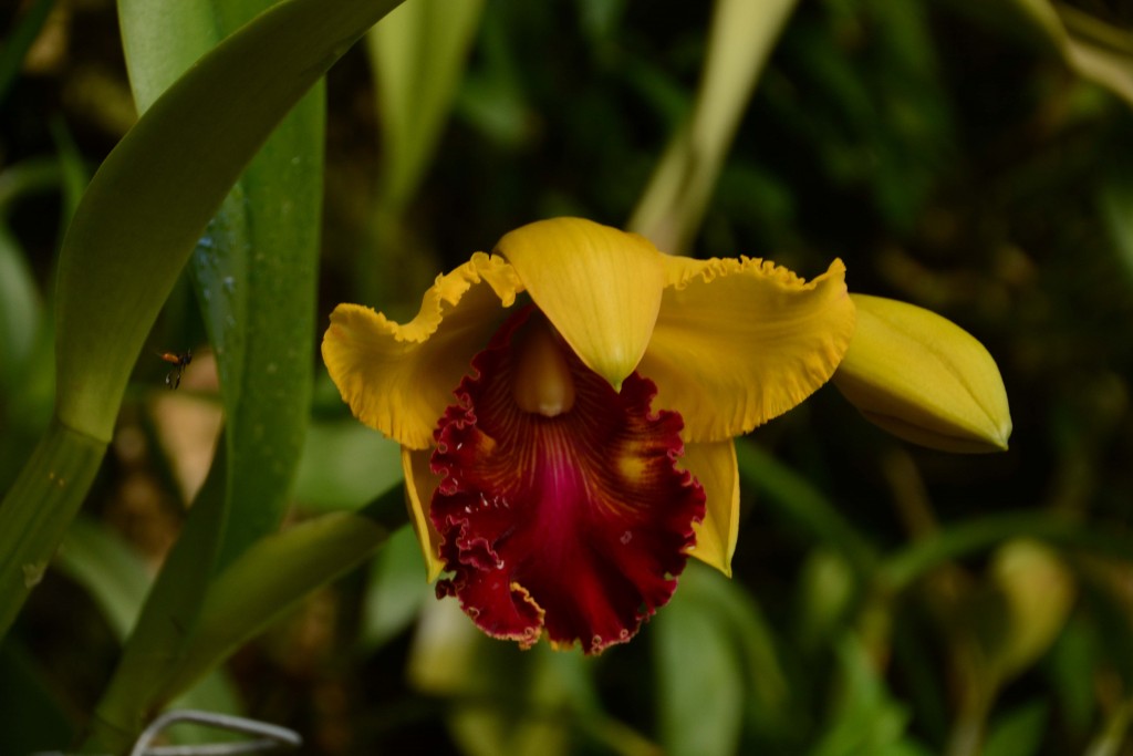 Foto de Alajuela, Costa Rica