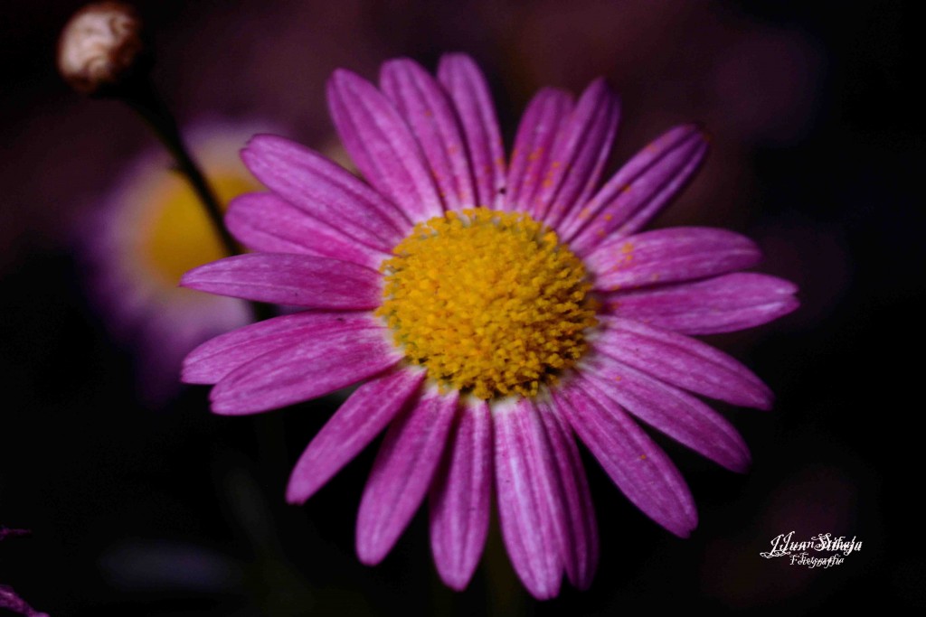 Foto de Alajuela, Costa Rica