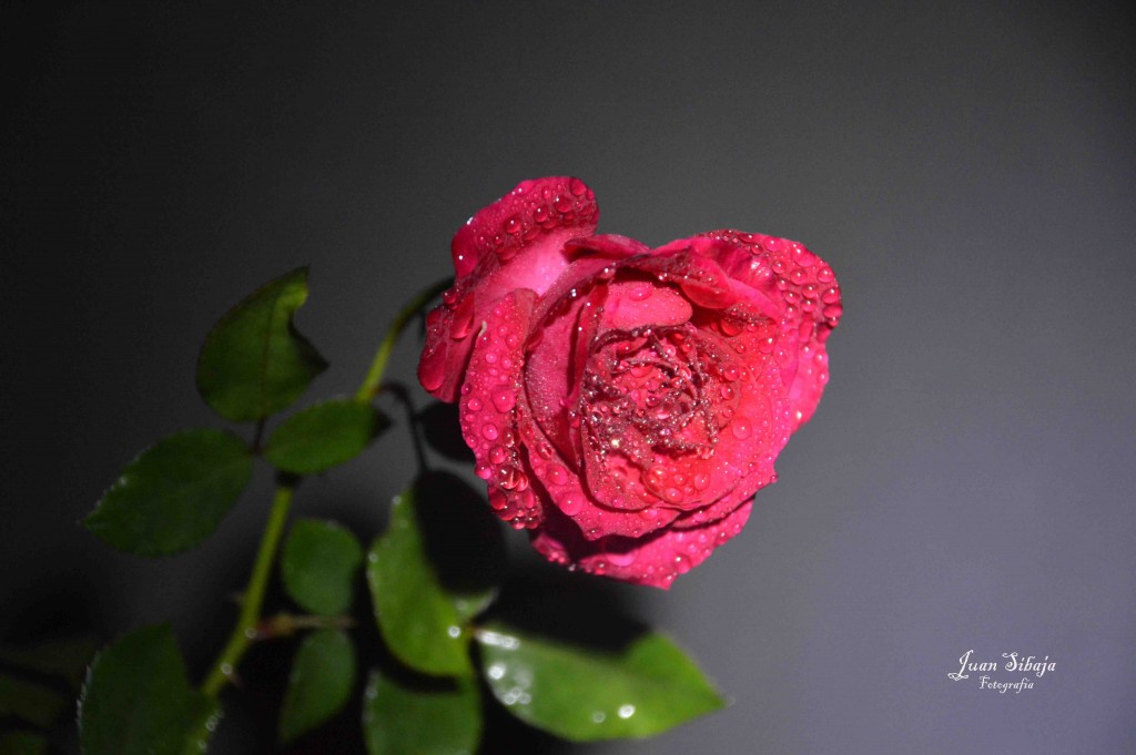 Foto de Alajuela, Costa Rica