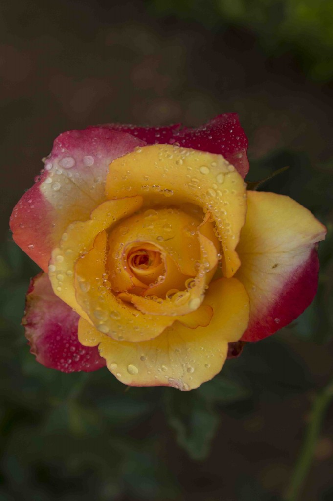 Foto de Alajuela, Costa Rica