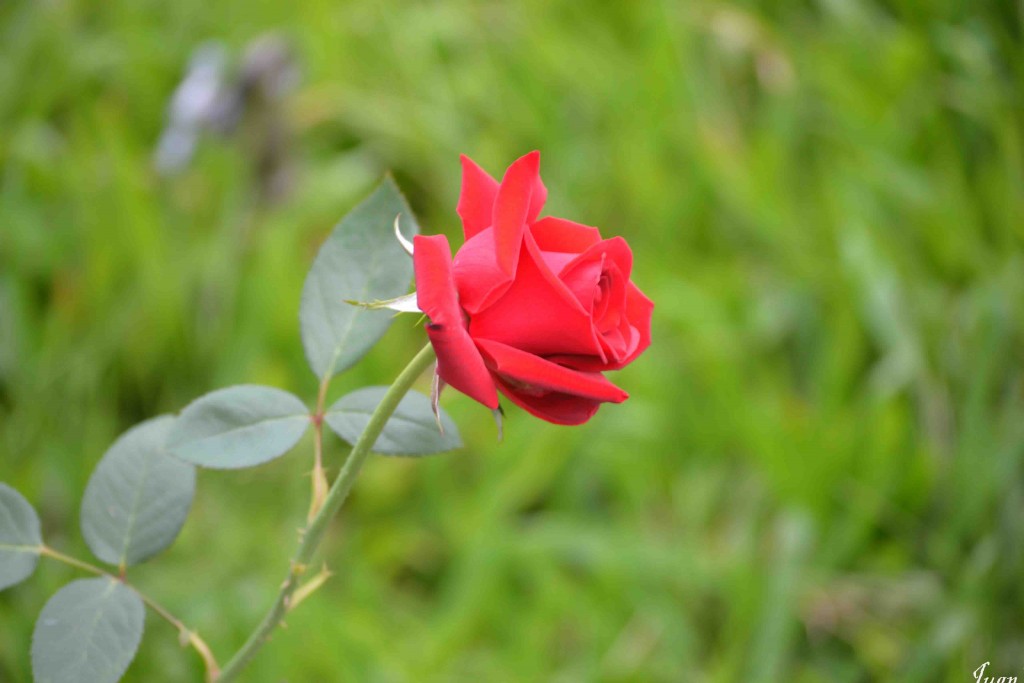 Foto de Alajuela, Costa Rica