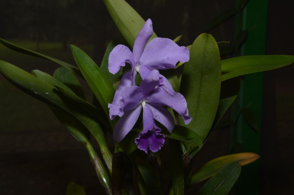 Foto de Alajuela, Costa Rica