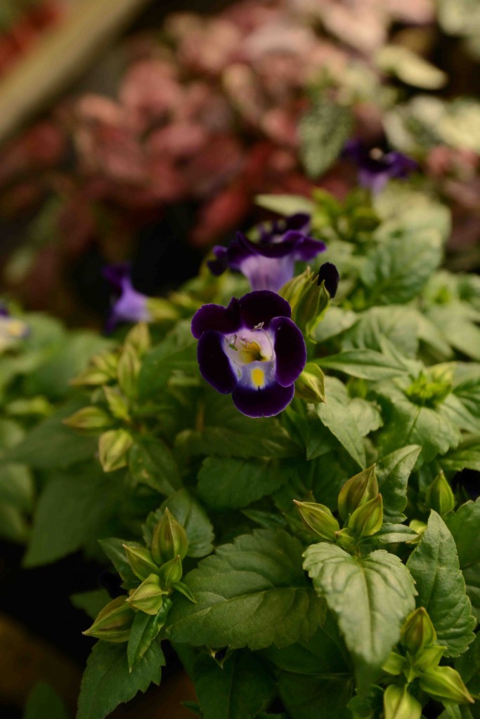 Foto de Alajuela, Costa Rica