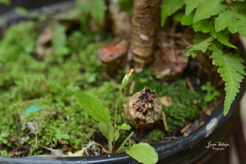 Foto de Alajuela, Costa Rica