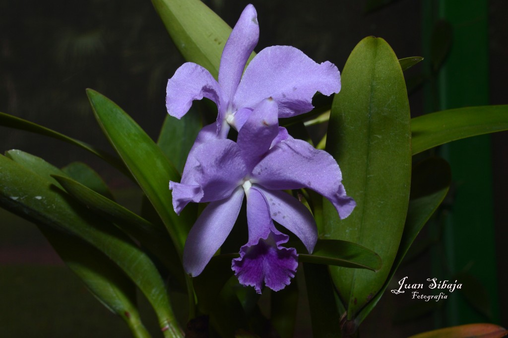 Foto de Alajuela, Costa Rica