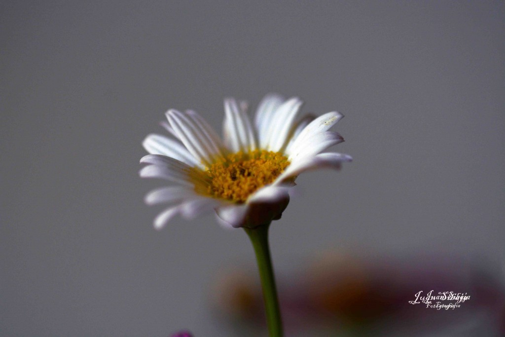 Foto de Alajuela, Costa Rica