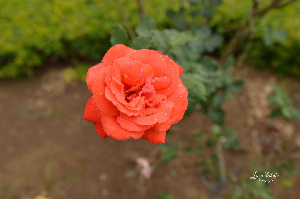 Foto de Alajuela, Costa Rica