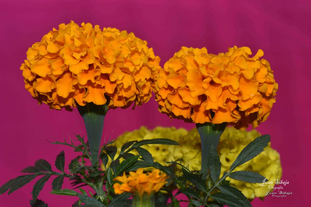 Foto de Alajuela, Costa Rica