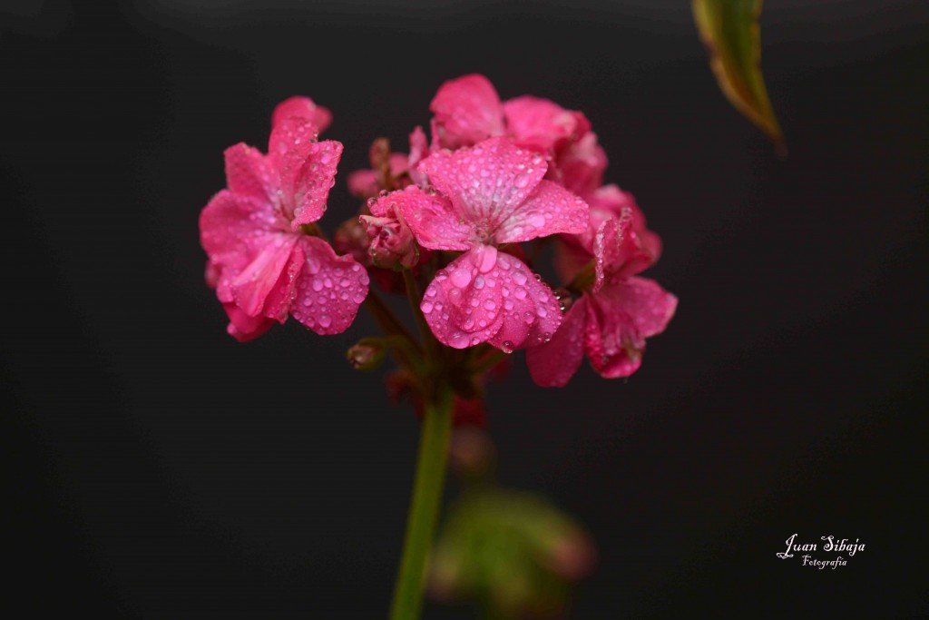 Foto de Alajuela, Costa Rica