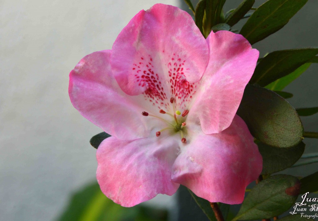 Foto de Alajuela, Costa Rica