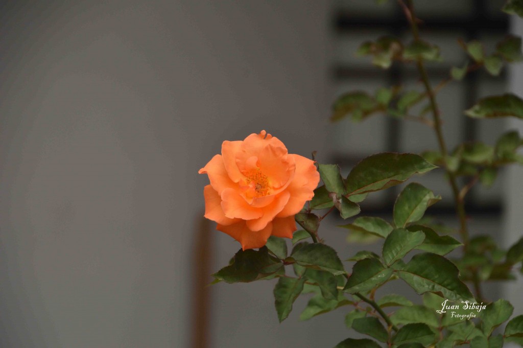 Foto de Alajuela, Costa Rica