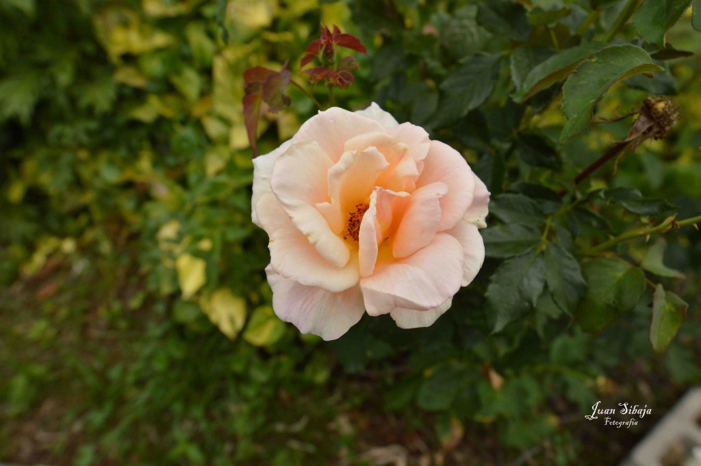 Foto de Alajuela, Costa Rica