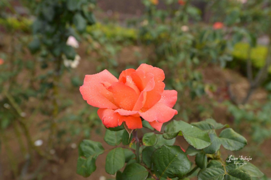 Foto de Alajuela, Costa Rica