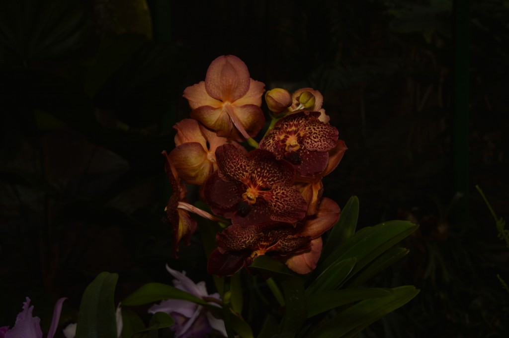 Foto de Alajuela, Costa Rica