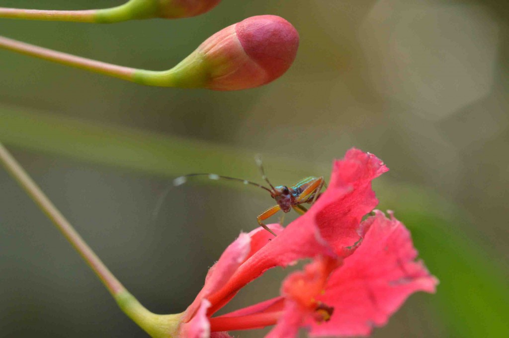 Foto de Alajuela, Costa Rica