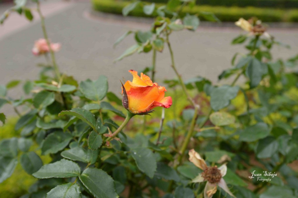 Foto de Alajuela, Costa Rica