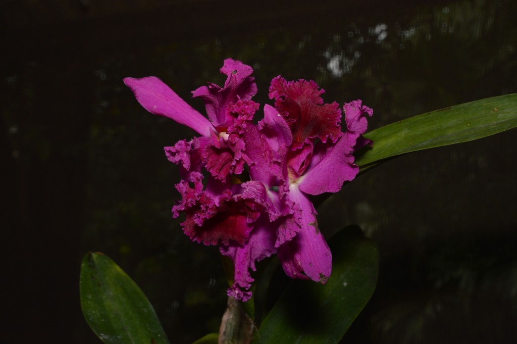 Foto de Alajuela, Costa Rica