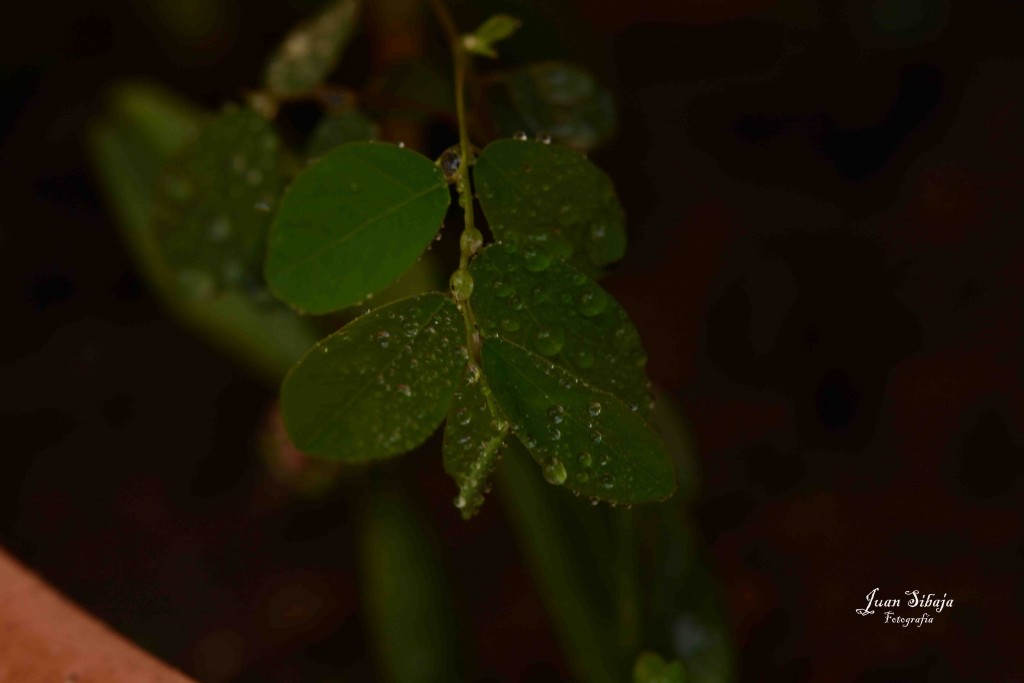 Foto de Alajuela, Costa Rica