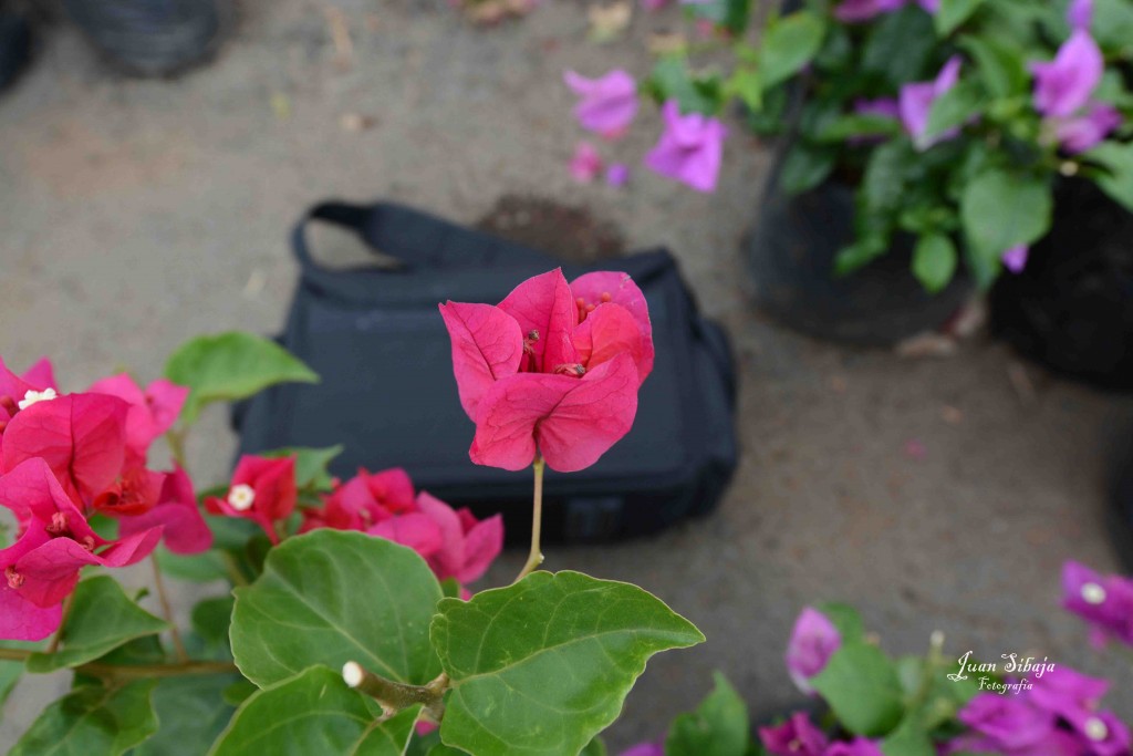 Foto de Alajuela, Costa Rica