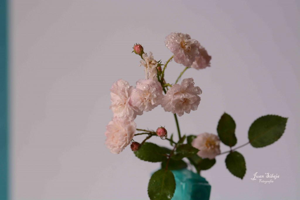 Foto de Alajuela, Costa Rica