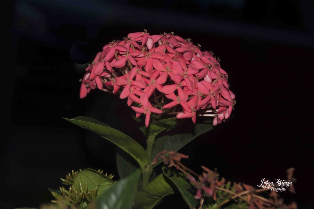 Foto de Alajuela, Costa Rica