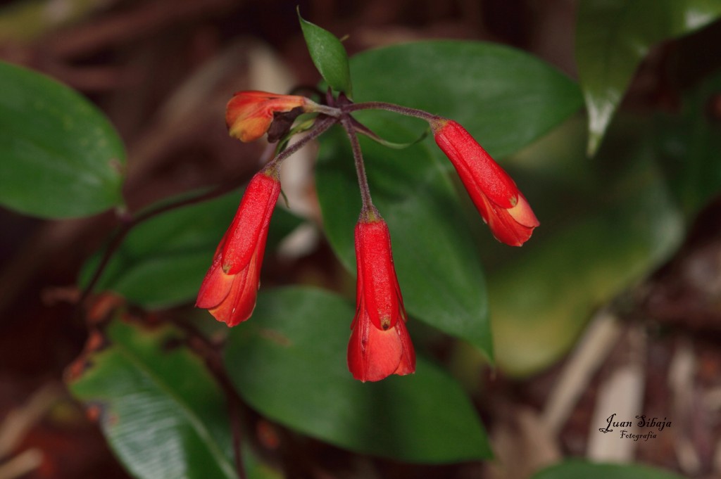 Foto de Alajuela, Costa Rica