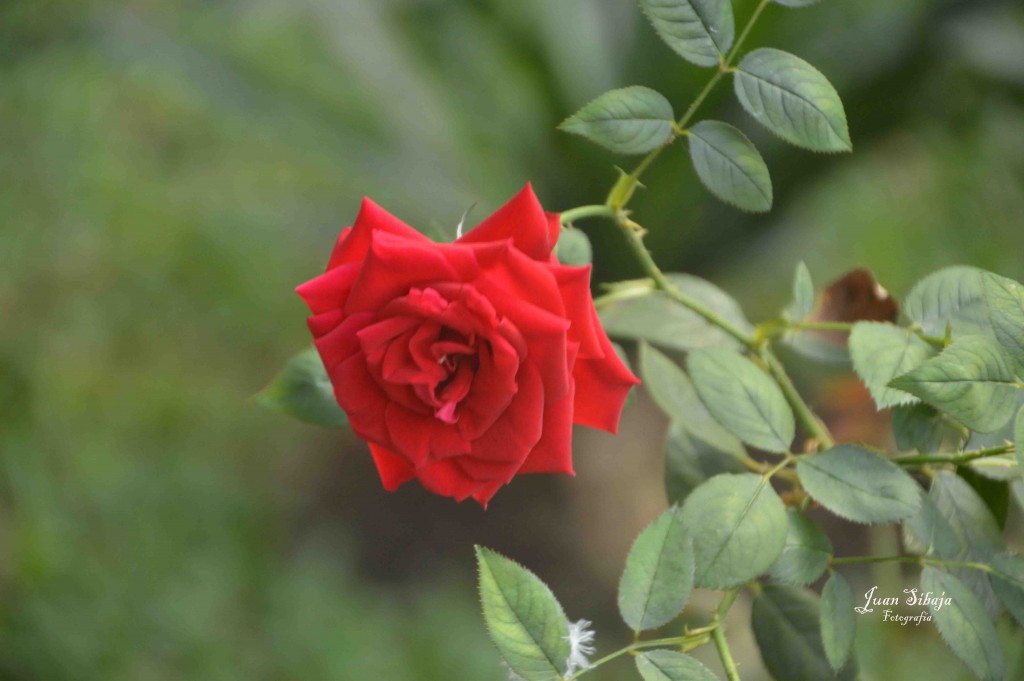 Foto de Alajuela, Costa Rica