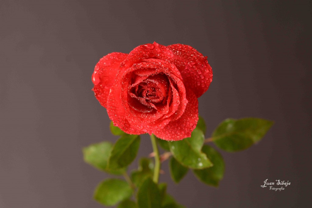 Foto de Alajuela, Costa Rica