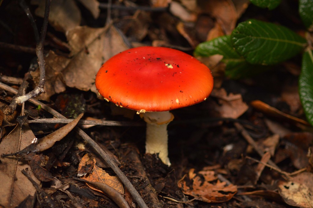 Foto de Alajuela, Costa Rica